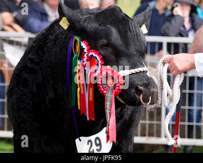 Turriff, Ecosse, Royaume-Uni. 31 juillet, 2017. Une gagnante du prix bull Aberdeen Angus de rosettes Crédit : AC Images/Alamy Live News Banque D'Images