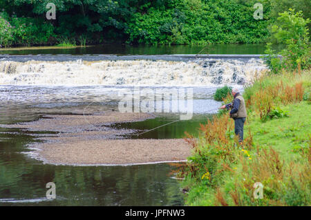 Glasgow, Ecosse, Royaume-Uni. 1er août 2017. Météo britannique. Un homme pêche à la mouche sur les rives de l'eau Panier blanc sur un bel après-midi d'été chaud et ensoleillé à Pollok Country Park Crédit : Skully/Alamy Live News Banque D'Images