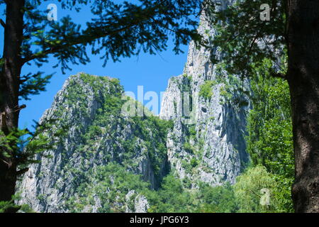 Paysage de montagne entre pins Banque D'Images