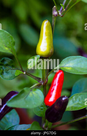 Usine de chili Equateur violet, les fruits sont violet foncé, puis jaune-vert et enfin rouge. Der Sorte Equateur Chili Violet, die Fruechte sind erst dun Banque D'Images