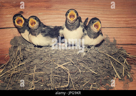 Feed me ! Avaler des poussins mendier de la nourriture Banque D'Images