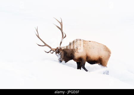 Le wapiti (Cervus elaphus) Bull, l'alimentation et l'éraflure en hiver la neige, le Parc National de Yellowstone, Montana, Wyoming, USA. Banque D'Images