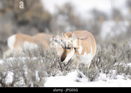 Pronghorn (Antilocapra americana), homme, se nourrissant de sage bush, ancien chemin de Yellowstone, Montana, USA. Banque D'Images