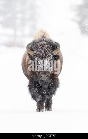 Bison (Bison bison) Bull, marchant dans une tempête, looking at camera, le Parc National de Yellowstone, Montana, Wyoming, USA. Banque D'Images