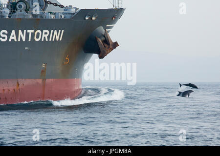 Grand dauphin commun (Tursiops tronque) bowriding dans le détroit de Gibraltar Banque D'Images