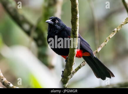 Red-bellied Quiscale bronzé (Hypopyrrhus pyrohypogaster ), un oiseau endémique au centre de la Colombie, l'Amérique du Sud. Banque D'Images