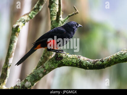 Red-bellied Quiscale bronzé (Hypopyrrhus pyrohypogaster ), un oiseau endémique au centre de la Colombie, l'Amérique du Sud. Banque D'Images