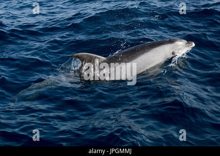 Grand dauphin commun (Tursiops tronque) à la surface à côté du bateau d'observation des dauphins dans le détroit de Gibraltar Banque D'Images