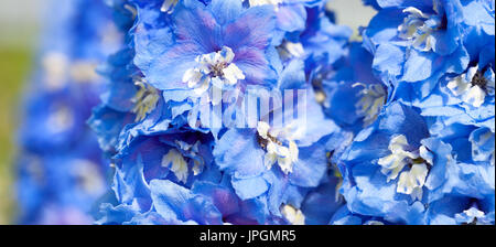 Fleurs d'un bleu delphinium close up. macro floral panorama Banque D'Images