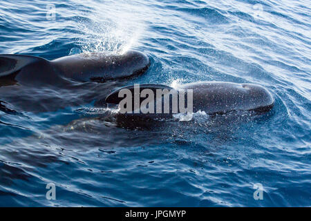 Globicéphale noir (Globicephala melas), un type de grand dauphin, surfacing Banque D'Images