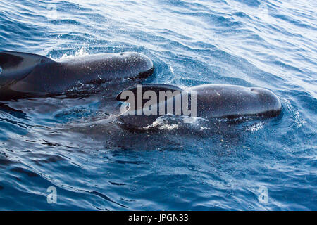 Globicéphale noir (Globicephala melas), un type de grand dauphin, surfacing Banque D'Images