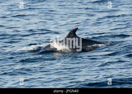 Grand dauphin commun (Tursiops tronque) la mère et l'enfant émerge dans le détroit de Gibraltar Banque D'Images