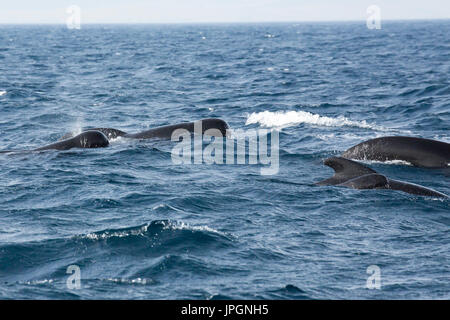 Globicéphale noir (Globicephala melas), un type de grand dauphin, surfacing Banque D'Images