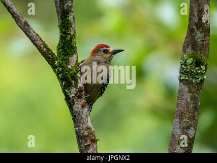 Pic à couronne rouge (Melanerpes rubricapillus). La Colombie, l'Amérique du Sud. Banque D'Images