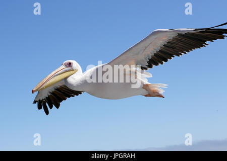 Beaucoup de pélicans blancs (Pelecanus onocrotalus) survolant un bateau d'observation des dauphins, l'espoir d'avoir nourris avec du poisson. Banque D'Images