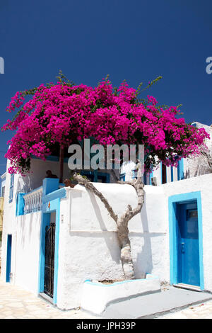 Maison traditionnelle grecque couverte de vastes, lumineuses, roses, bougainvilliers, Emborio, Halki Banque D'Images