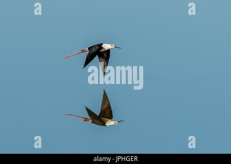 Un Black-winged Stilt donne un reflet parfait tel qu'il flotte sur l'eau unrippled Banque D'Images