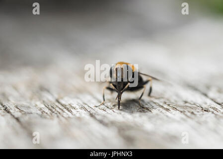 Head shot of Volucella bombylans Un hoverfly qui imite les bourdons Banque D'Images