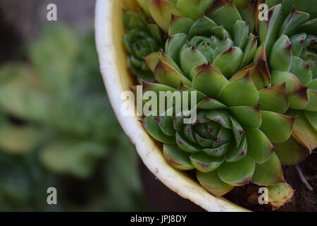 Houseleek Sempervivum tectorum) (dans un pot, close-up, avec l'arrière-plan flou Banque D'Images