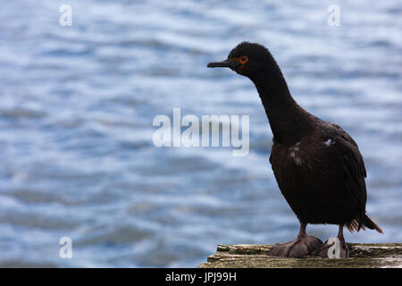 Rock cormorant, Îles Falkland Banque D'Images