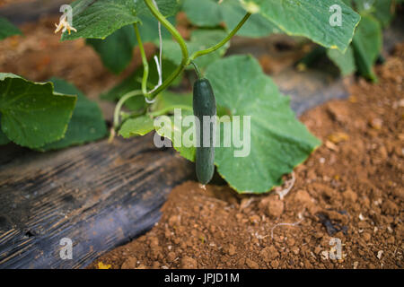 Les concombres les semis. La culture des concombres en serre. Semis dans la serre. Banque D'Images
