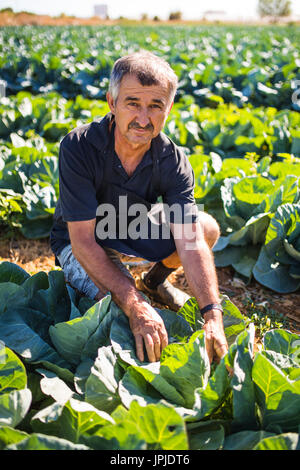 Vue d'un jeune homme séduisant la récolte des légumes dans une serre Banque D'Images
