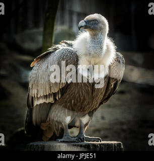 Grand oiseau vautour fauve (Gyps fulvus) sur l'arbre. Des animaux de la faune. Banque D'Images