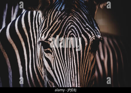 Le Zèbre de Grévy de tête (Equus grevyi). Des animaux de la faune. Banque D'Images