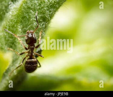 Très peu de brown Ant sur feuille verte extreme macro photographie Banque D'Images