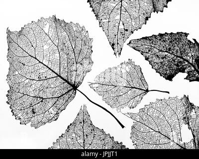 Le peuplier noir Populus nigra feuille squelette au coucher du soleil Banque D'Images