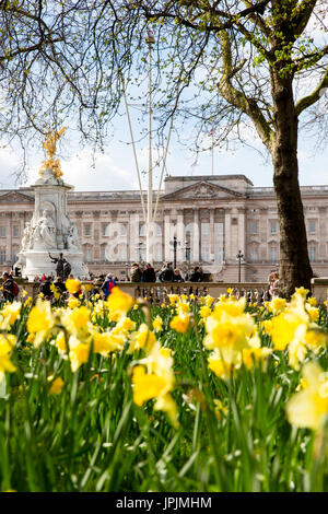 Les jonquilles devant le palais de Buckingham Banque D'Images