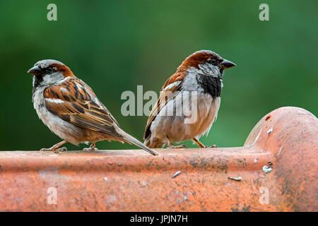 Deux hommes les moineaux domestiques (Passer domesticus) perché sur ridge tile sur toit de maison Banque D'Images