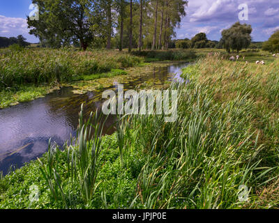 Au Moulin de la rivière Wensum Bintree Norfolk UK Summer Banque D'Images