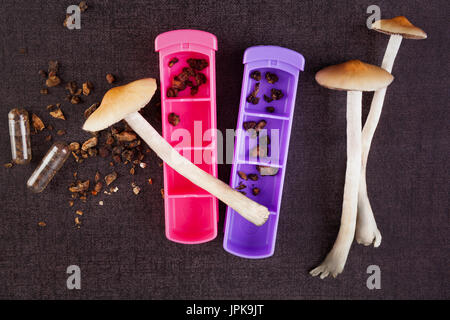 Fruits frais et secs champignons psychédéliques en gélules et comprimé fort. La médecine alternative. Microdosage. Étude en vue de l'drepression remedy Banque D'Images