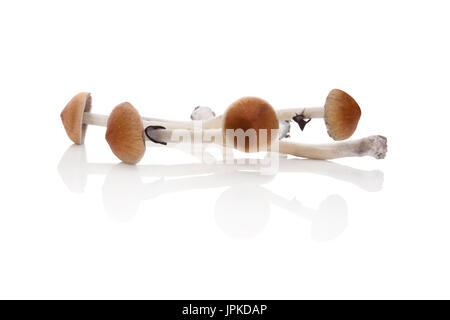 Les champignons magiques frais isolé sur fond blanc. Champignons psychédéliques hallucinogènes. La médecine alternative. Banque D'Images