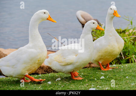 Trois canards blancs de Pékin, Anas platyrhynchos domestica, sur la banque du lac Hefner à Oklahoma City, Oklahoma, USA. Banque D'Images