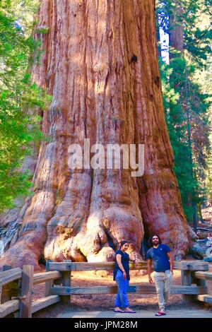La base du General Sherman Tree, le séquoia géant, Sequoia National Park, California, United States Banque D'Images