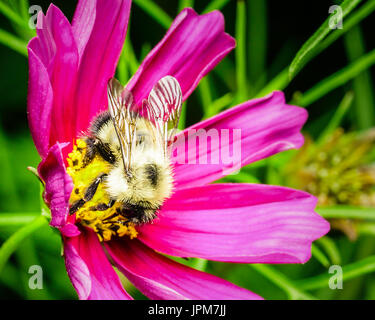 Une fourrure jaune d'abeille Miel nectar du bourgeon jaune d'une fleur pourpre dans ma cour jardin. L'abeille est couvert dans le pollen qui est une d'art. Banque D'Images