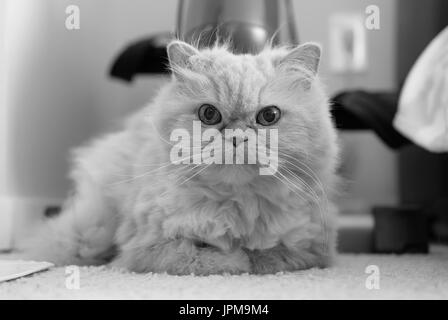 Chat persan mignon portant sur un tapis avec des tons noir et blanc Banque D'Images