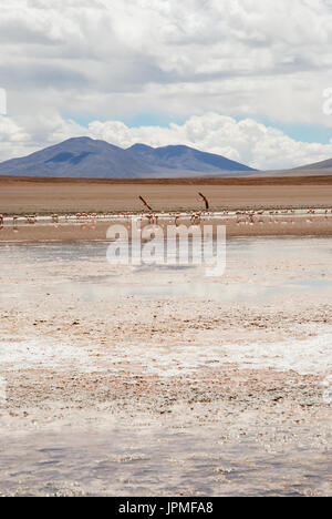 Flamants Roses en laguna polques, Sud Lipez, Potosi, Bolivie, ministère de l'Amérique du Sud Banque D'Images