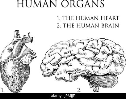 La biologie humaine, l'anatomie des organes. illustration gravée à la main dans le vieux style vintage et croquis détaillés de corps cerveau ou pericranium et le cœur ou l'âme. Illustration de Vecteur