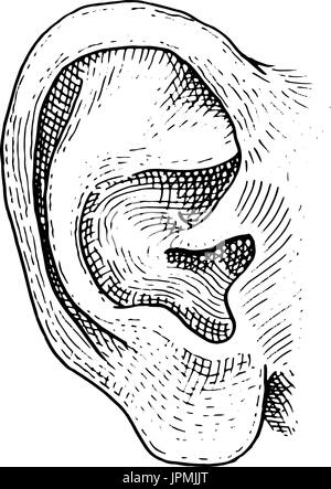 La biologie humaine, l'anatomie des organes. illustration gravée à la main dans le vieux style vintage et croquis détaillés. face l'oreille. Illustration de Vecteur