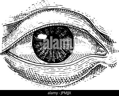 La biologie humaine, l'anatomie des organes. illustration gravée à la main dans le vieux style vintage et croquis détaillés ou des yeux visage. voir ou regarder. Illustration de Vecteur