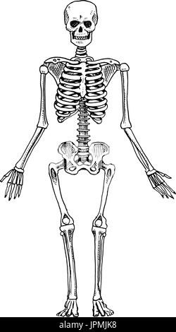 La biologie humaine, l'anatomie. illustration gravée à la main dans de vieux croquis et de l'esprit vintage. silhouette squelette. Les os du corps. Illustration de Vecteur