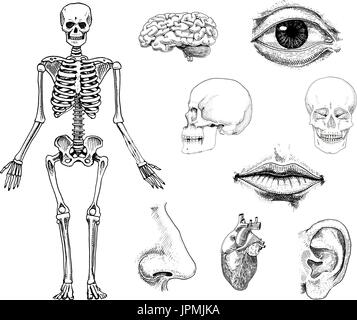 La biologie humaine, l'anatomie. illustration gravée à la main dans de vieux croquis et de l'esprit vintage. crâne squelette ou silhouette. Les os de l'organisme. lèvres et l'oreille avec nez. le cerveau et le coeur. Illustration de Vecteur