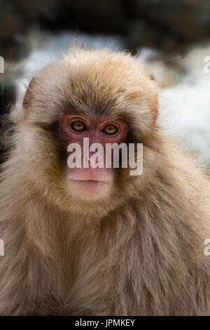 Jeune singe dans la neige lumière dorée en regardant la caméra. Photographié avec une faible profondeur de champ. Banque D'Images