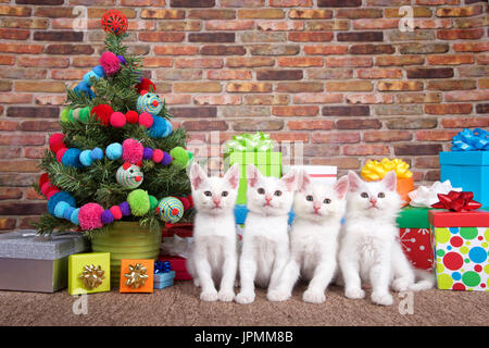 Quatre chatons blancs moelleux assise dans une rangée à côté de tapis brun petit arbre de Noël avec des boules de fil et souris jouet décorations, entouré par colorf Banque D'Images