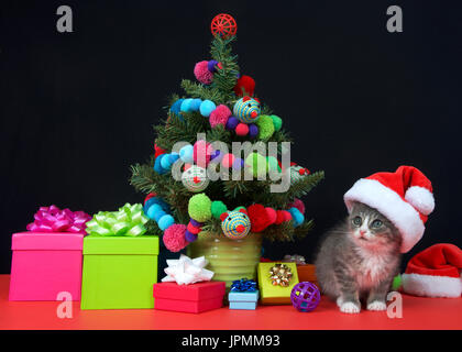 Un petit gris et blanc tabby kitten wearing a santa hat assis près d'un petit sapin entouré par des cadeaux. sol rouge dos noir Banque D'Images