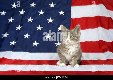 Un petit gris et blanc tabby kitten assis sur le drapeau américain à la gauche de l'auditoire. Kitty patriotique. Banque D'Images