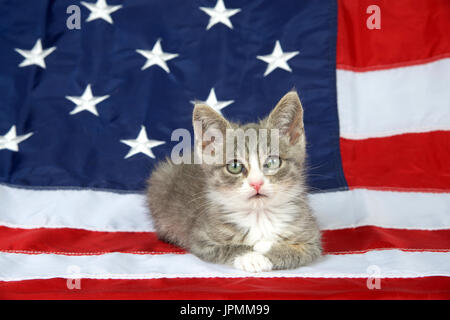 Un petit gris et blanc tabby kitten portant sur le drapeau américain à directement à spectateur. Kitty patriotique. Banque D'Images